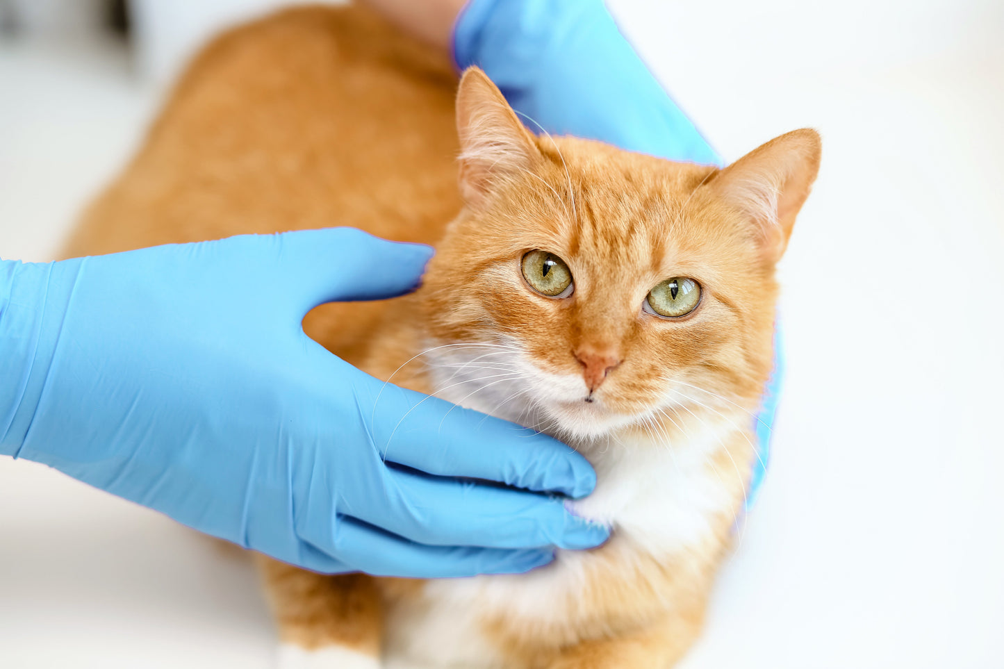 case of X Factor Exam Grade Nitrile Gloves for veterinarians